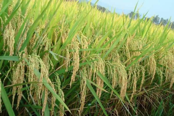 農(nóng)業(yè)種植