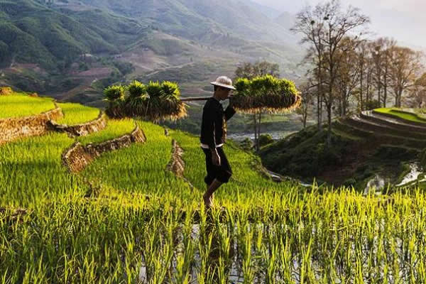 農(nóng)業(yè)種植